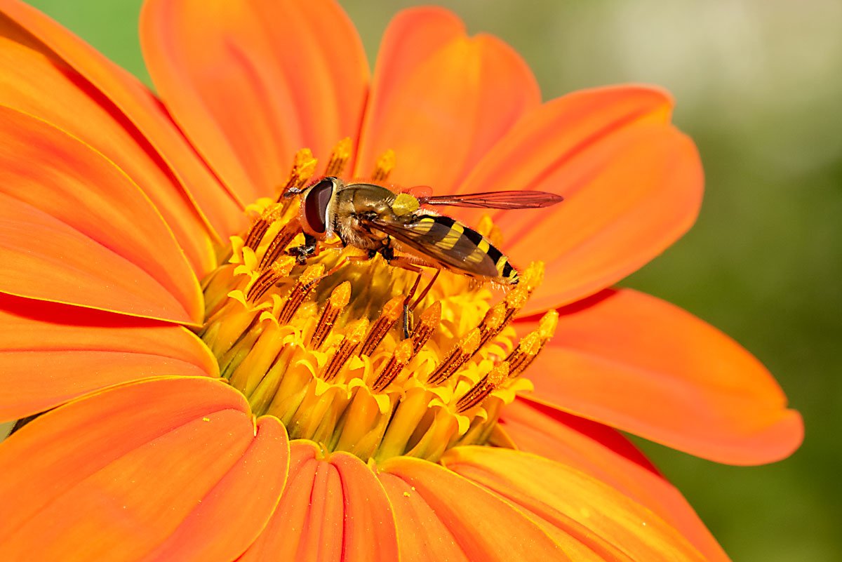 Macro hero