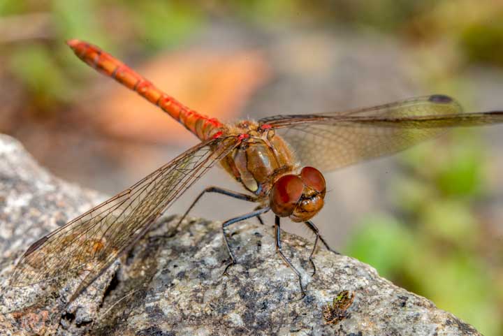 Macro photography. Red dragonfly