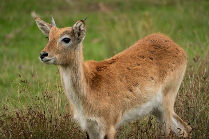 Wildlife. Baby deer