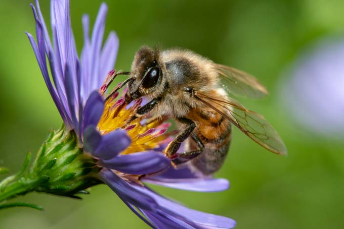 Macro. Bee sucking nectar from blue flower