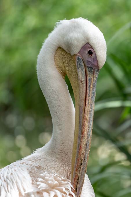 Wildlife. Long neck white bird starring at the camera