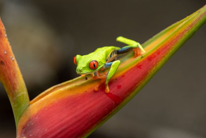 Wildlife. Bluejeans frog on red flower