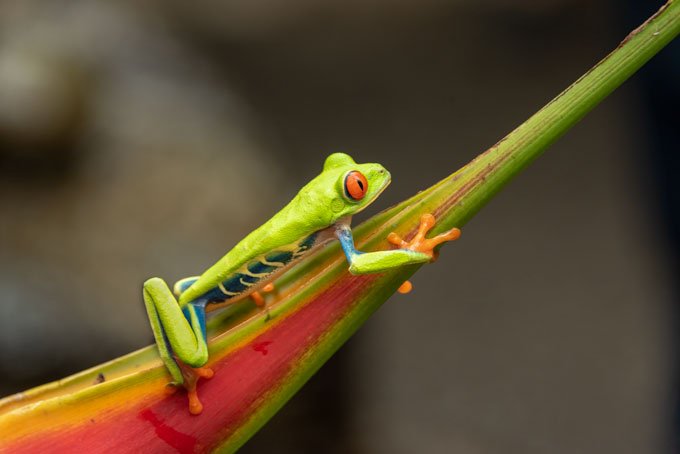 Wildlife. Bluejeans frog on red flower relaxing