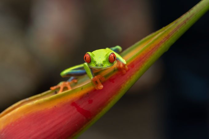 Wildlife blue jeans frog. Costa Rica