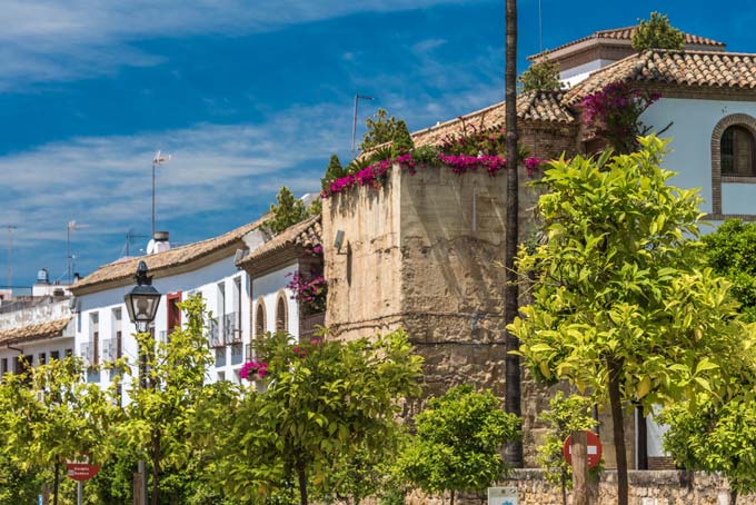 Cityscape. Cordoba trees street