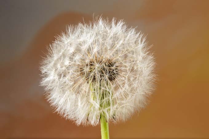 Macro. Dandelion flower
