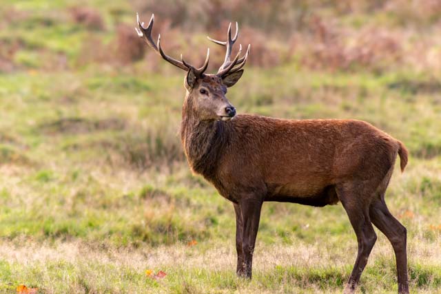 Wildlife. Alpha male deer watching
