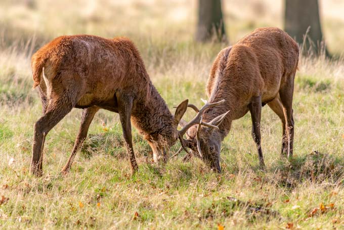 Wildlife. Deers fighting