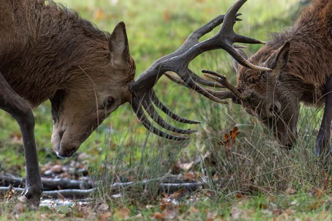 Wildlife. Deers fight in the mud