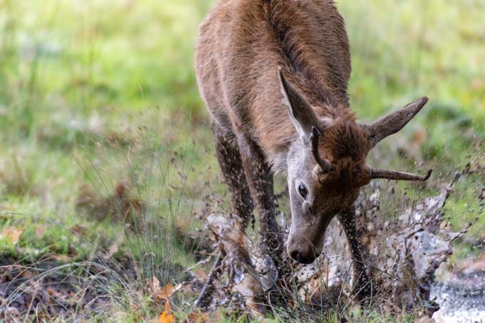 Wildlife. Deer running in mud