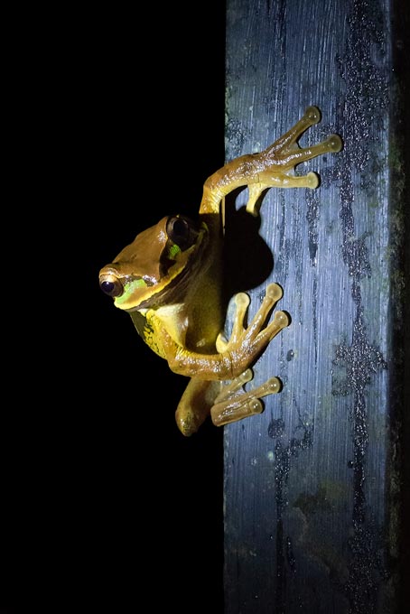 Wildlife. Frog on tree night watch