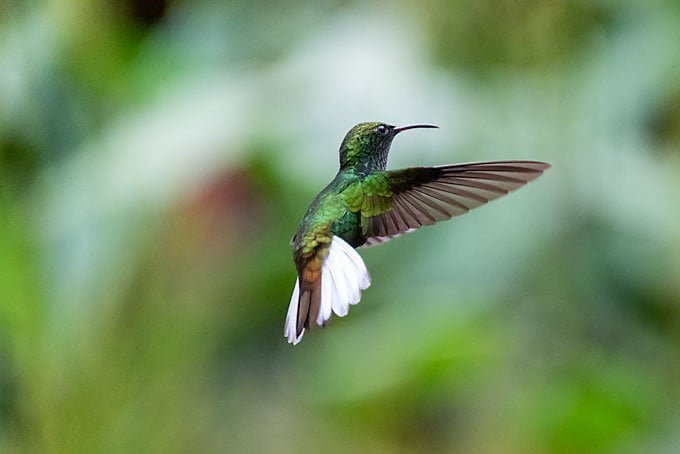 Wildlife. Flying hummingbird