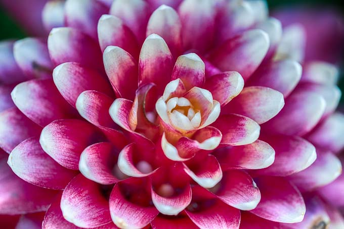 Macro. Layers flower