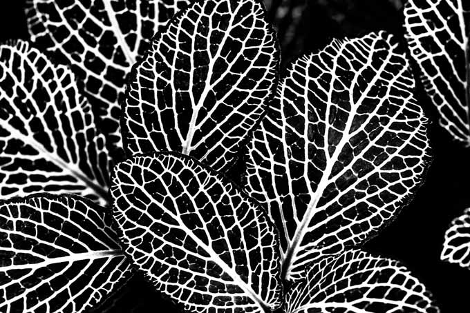 Black and white. Leaves macro picture.