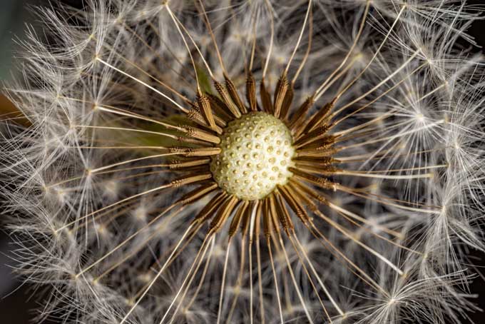 Macro. Naked dandelion flower
