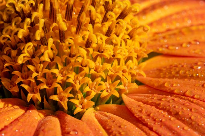 Macro. Orange flower