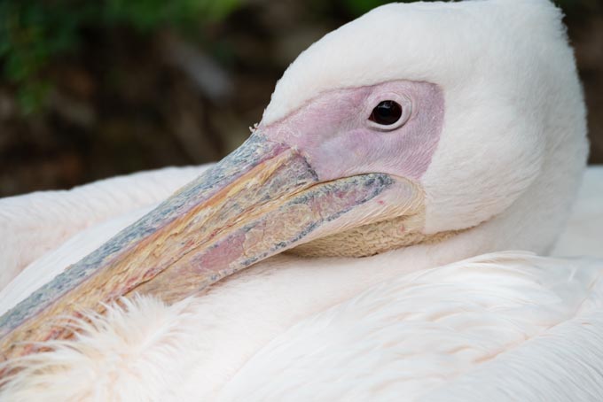 Wildlife. Elegant pelican relaxing