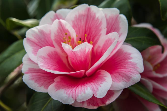 Macro. Pink flower