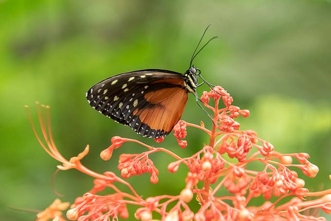 Wildlife. Red butterfly on red flowers