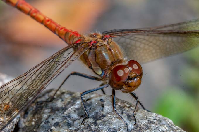 Macro. Red dragonfly