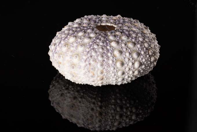 Macro. Oval sea shell