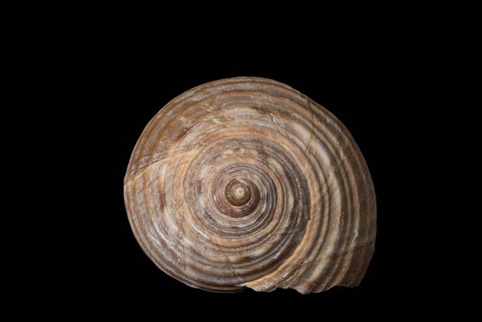 Macro. Rounded sea shell
