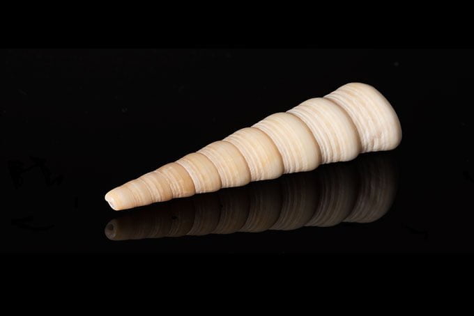 Macro. Slim sea shell