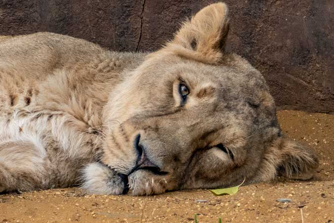 Wildlife. Sleepy lion