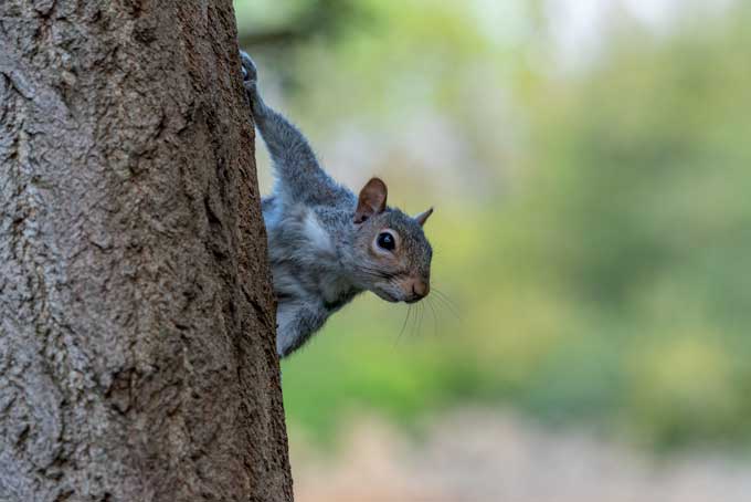 Wildlife. Squirrel on tree starring at the camera