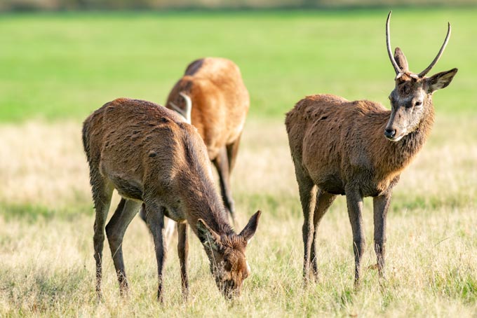Wildlife. Deer group sunshine