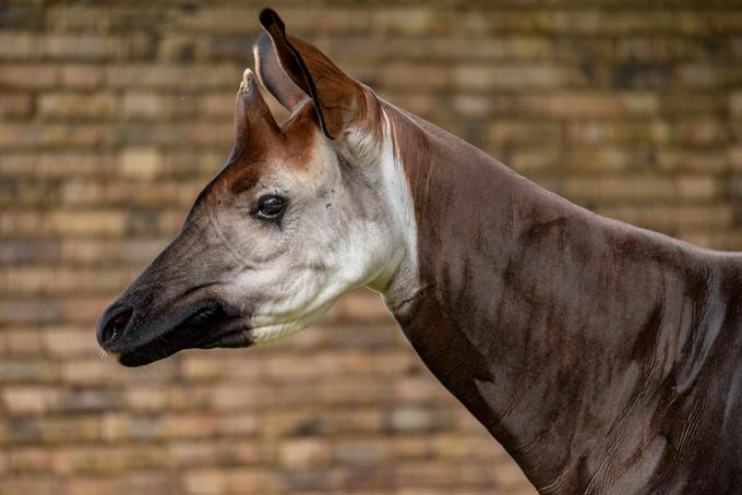 Wildlife. Weird horse profile