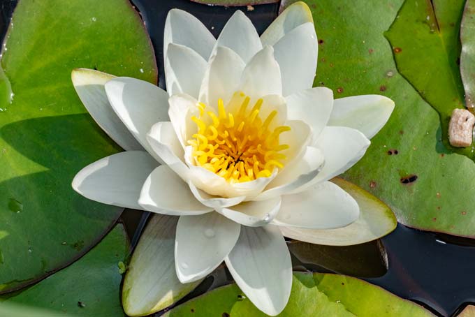 Macro. White lotus flower