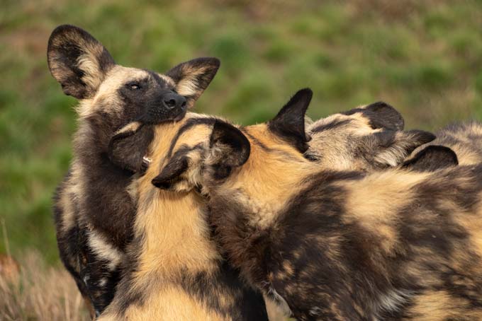 Wildlife. Wild dogs playing